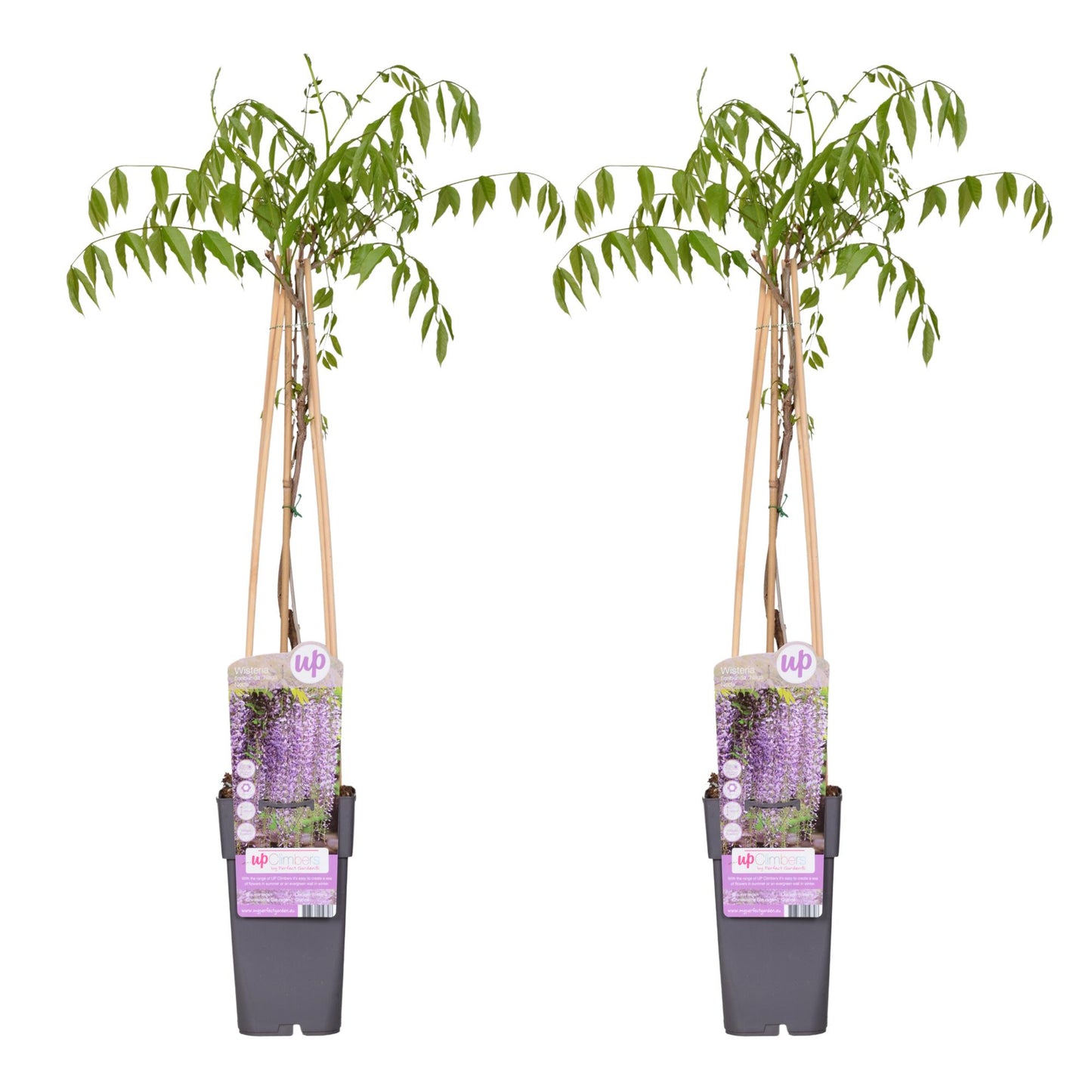 Blauregen - Wisteria floribunda 'Naga Noda' - ↨65cm - Ø15cm - 2 Stück