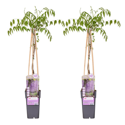 Blauregen - Wisteria floribunda 'Naga Noda' - ↨65cm - Ø15cm - 2 Stück