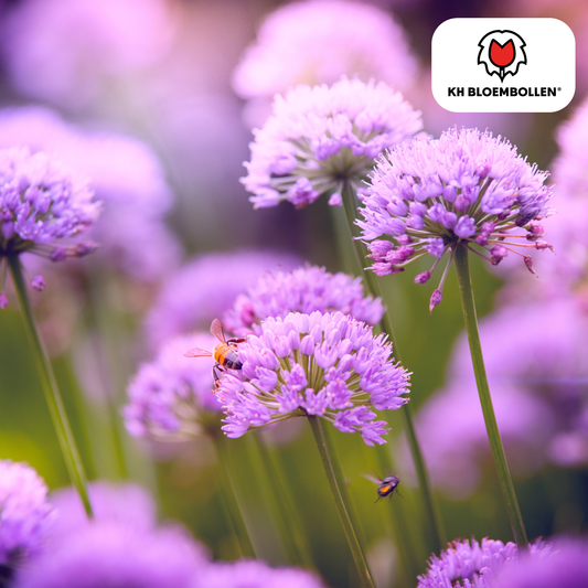 Allium carolinianum – 15 Blumenzwiebeln – lila-violette Blüten – winterhart & bienenfreundlich 