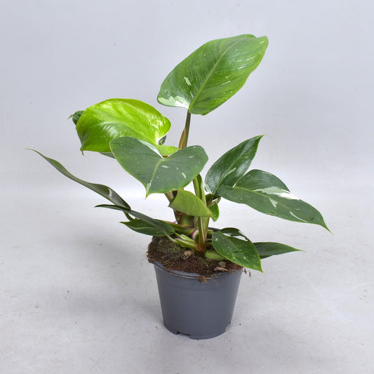 Philodendron White Princess – Zimmerpflanze 35cm – Ø14cm – Exotische Rarität mit weiß-grün panaschierten Blättern – Trendpflanze für Wohnzimmer & Büro 