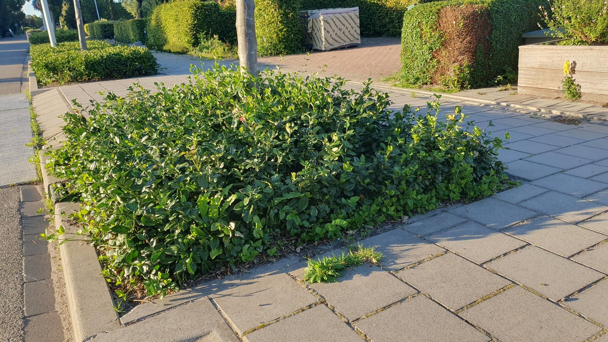 Euonymus fortunei 'Coloratus' – winterharter Zierstrauch – 24 Pflanzen – Bodendecker – Ø9cm – ↕10–25cm – purpur-rosa Beeren – pflegeleicht – vielseitig 