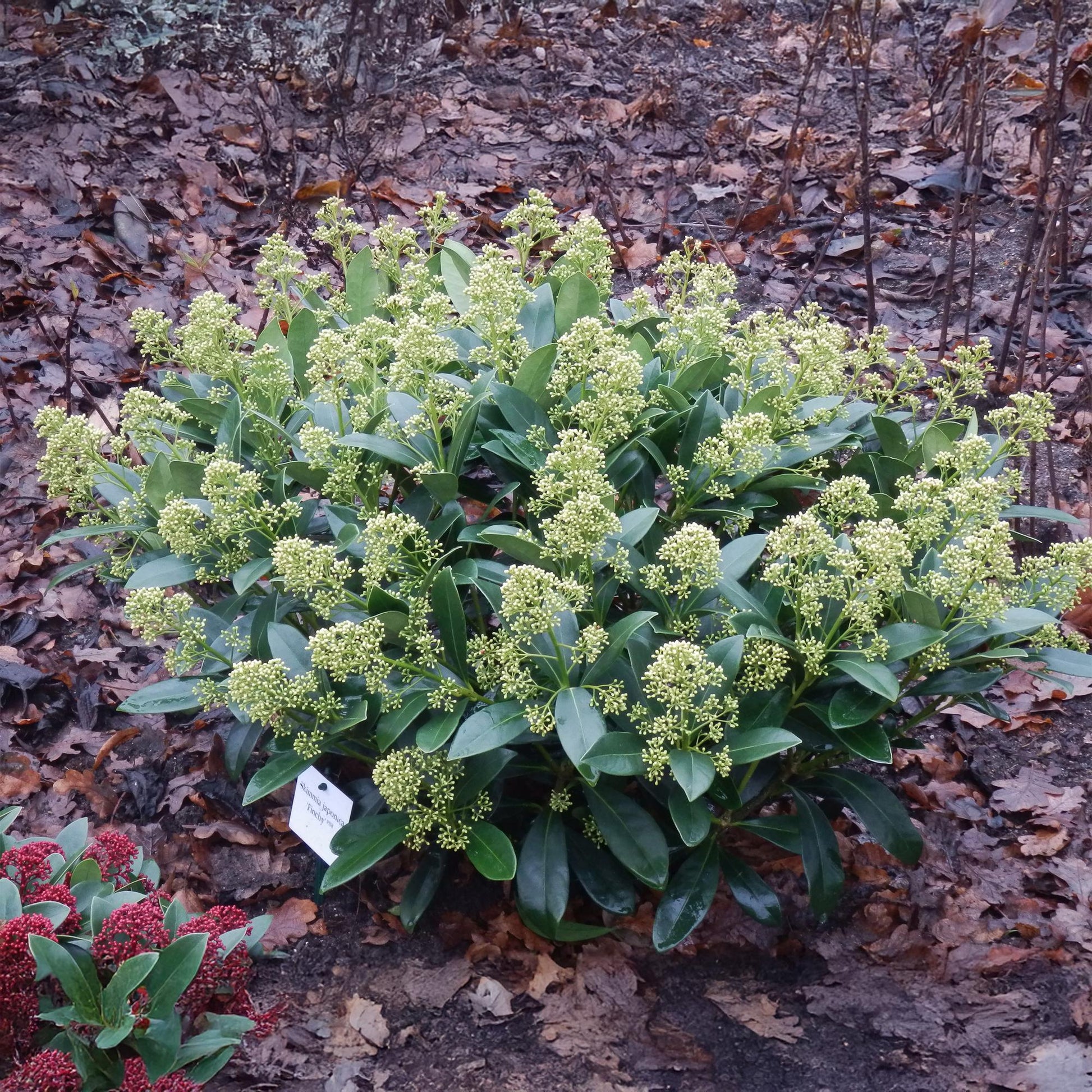 GreenboutiQ - Terrassenpflanze - Skimmia japonica Finchy - Blüte Weiß - 15+ Blumen - 3 Pflanzen - Winterhart - Topf 15cm Höhe 30cm 