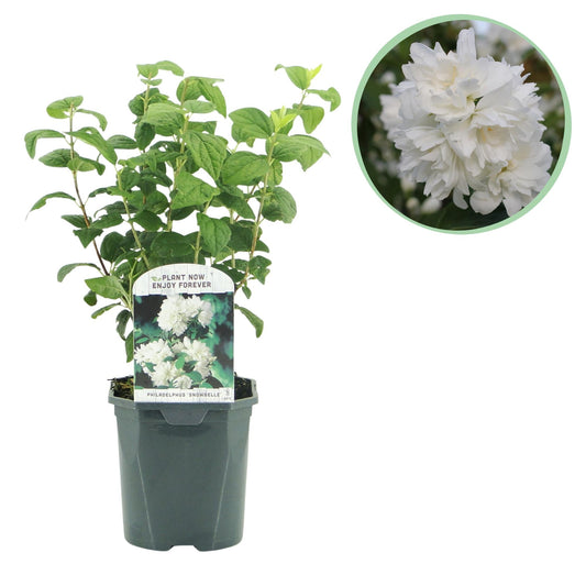 Bauernjasmin Philadelphus Snowbelle – Duftende Weiße Blüten – Wenig Pflege – 17 cm Höhe 45 cm – Für Garten, Terrasse & Balkon 