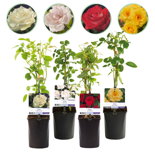 Kletterrose – Rosa Rainbow – Blumen Rosa-Weiß-Gelb-Rot – 4 Pflanzen – Wenig Pflege – 11cm – Höhe ca. 40cm