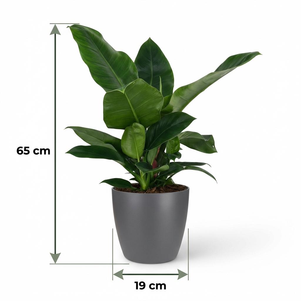 Green boutiQ - Zimmerpflanze - Philodendron - Philodendron Imperial Green - Grün - Pflegeleicht - 1 Pflanze - mit Übertopf Grau - Topf 19cm - Höhe 65cm 