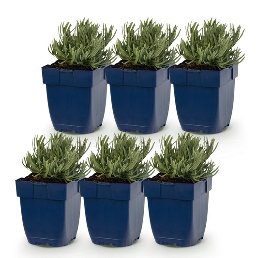 Lavendel 'Tricolour' – Lavandula 'Tricolour' – 6 Pflanzen – Topf Ø11cm – Bienenfreundliche Staude für Garten & Balkon