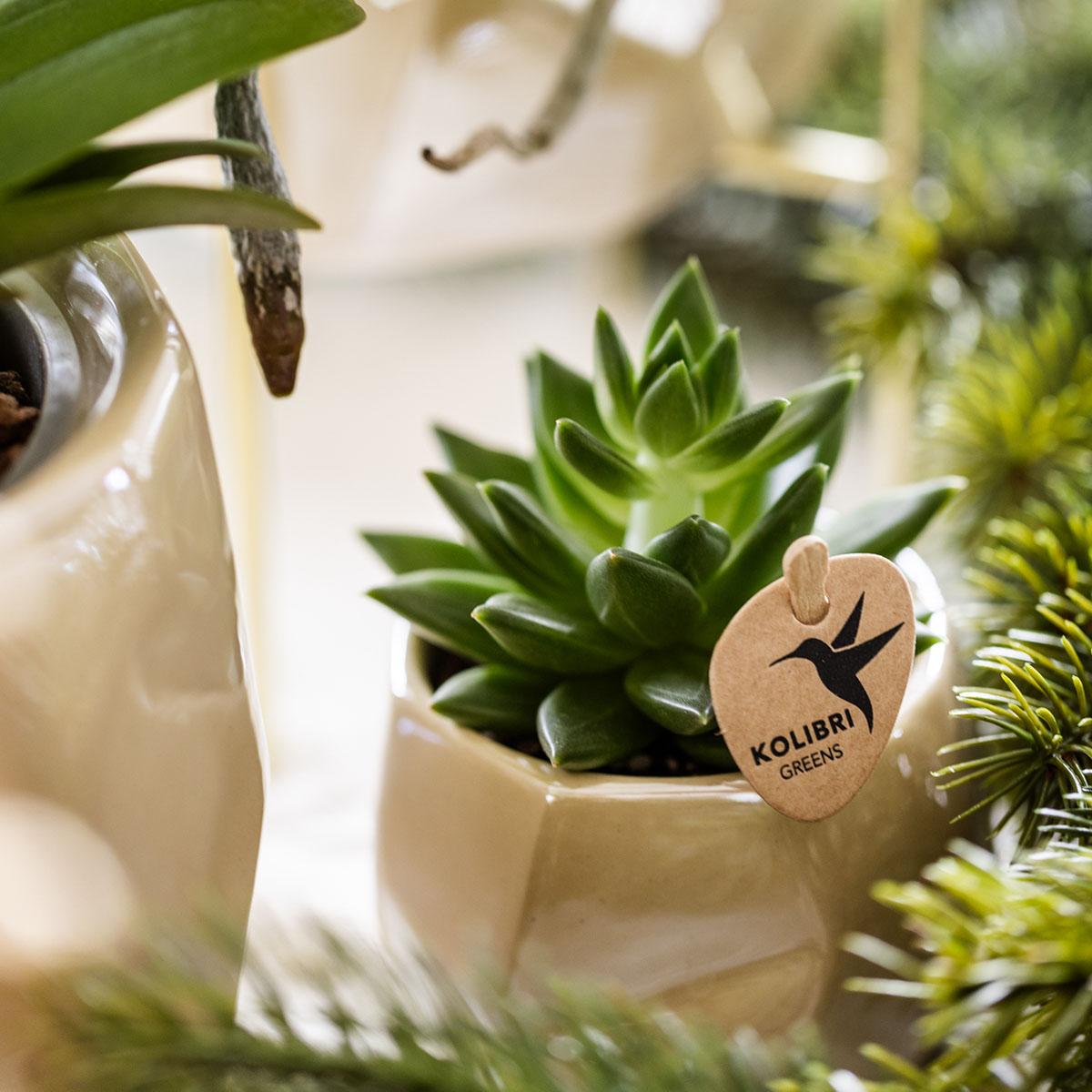 Pflanzen Set + Zierpflanzgefäße für Tischdekoration beim Dinner - Topfgröße Ø9cm & Ø6cm - Zimmerpflanze 