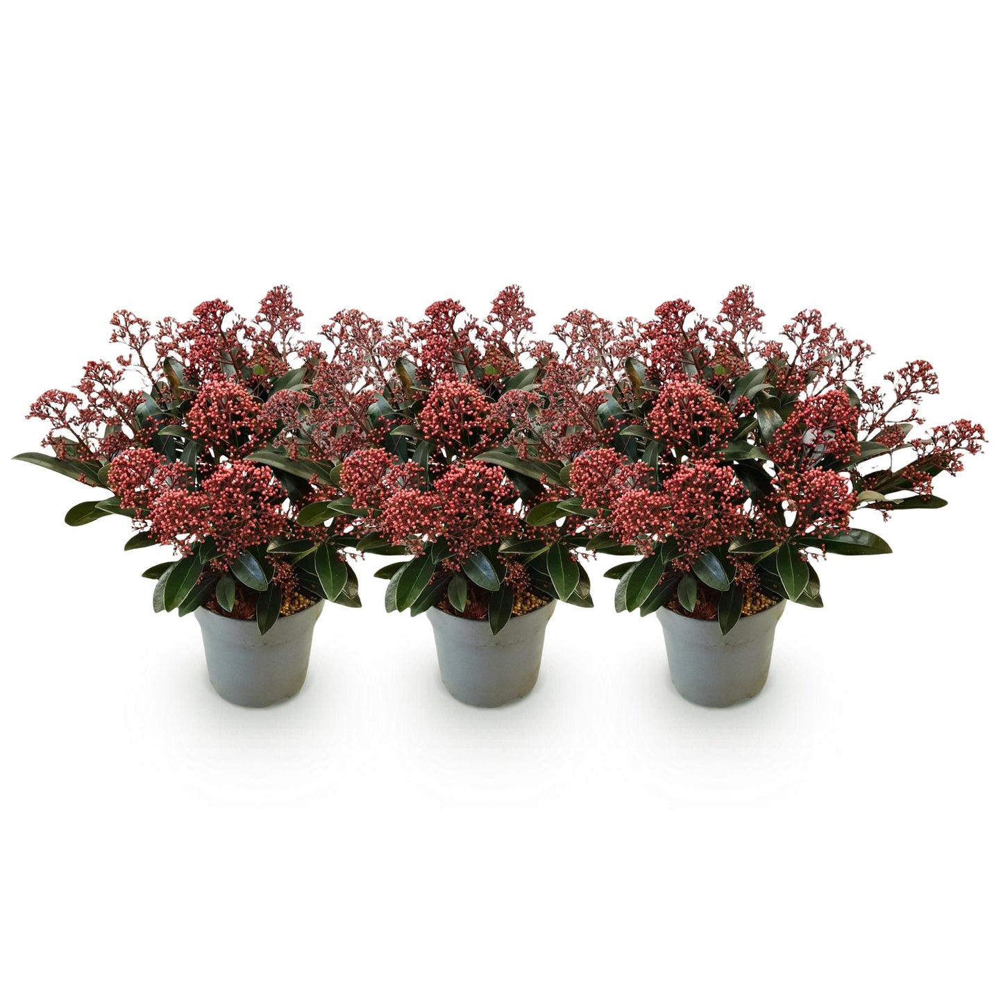 GreenboutiQ - Terrassenpflanze - Skimmia japonica Rubella - Boem Rot - 15+ Blüten - 3 Pflanzen - Winterhart - Topf 15cm Höhe 30cm 