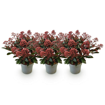 GreenboutiQ - Terrassenpflanze - Skimmia japonica Rubella - Boem Rot - 15+ Blüten - 3 Pflanzen - Winterhart - Topf 15cm Höhe 30cm 