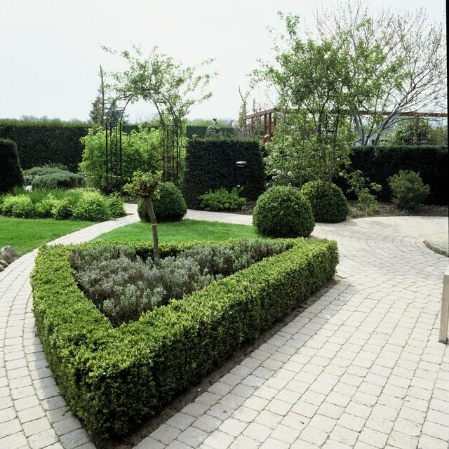 Buxus Sempervirens Heckenpflanzen 48 Pflanzen – Immergrüner Buchsbaum – 10–25cm Höhe – Ø9cm – Großpackung für dichte Hecken Formschnitt & Gartengestaltung