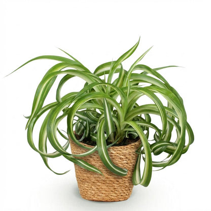 Green boutiQ - Zimmerpflanze - Chlorophytum comosum Bonnie - Lockige Graslilie - Haustierfreundliche Pflanze - Grün - 1 Pflanze - mit Korb - Topf 12cm - Höhe 20cm 