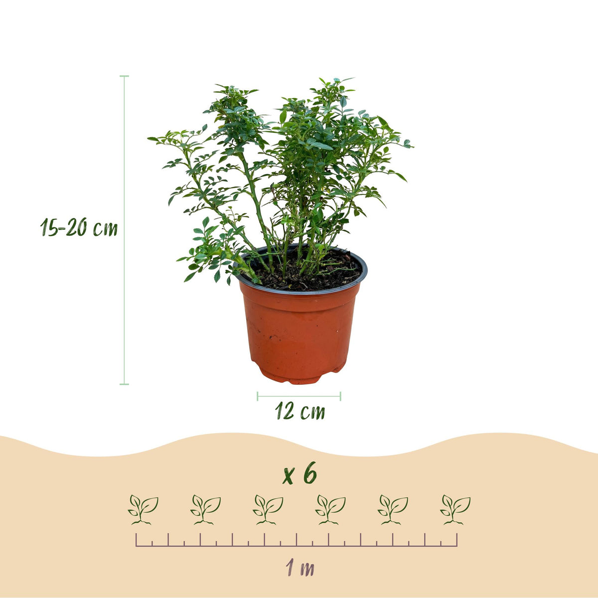 Green boutiQ - Gartenrose - Rosa Cutie Pie - Rose - Winterhart - Rosa - 1 Pflanze - Topf 12cm - Höhe 20-25cm 