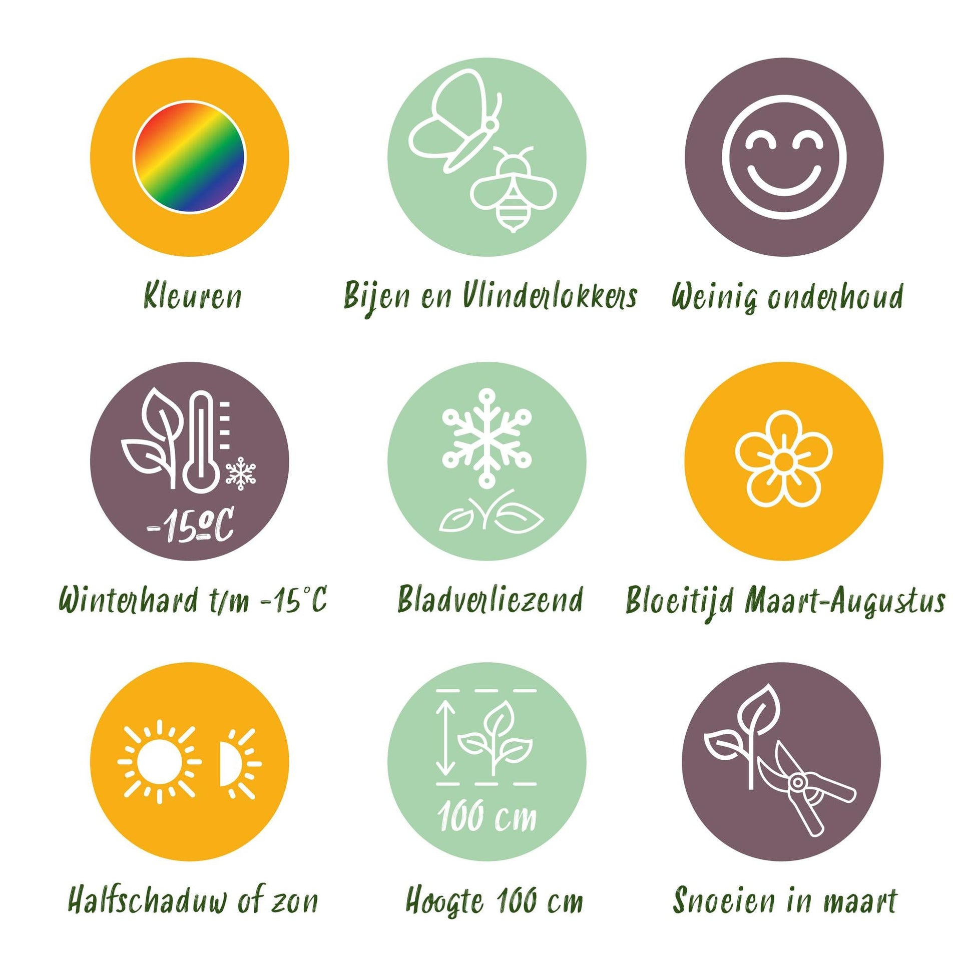 Staudenset – Weiß – 8 weiße Blühstauden – Für 1 m² Beet – Pflegeleicht – Eleganter Blütenteppich – Für sonnige Standorte – Ø11 cm 