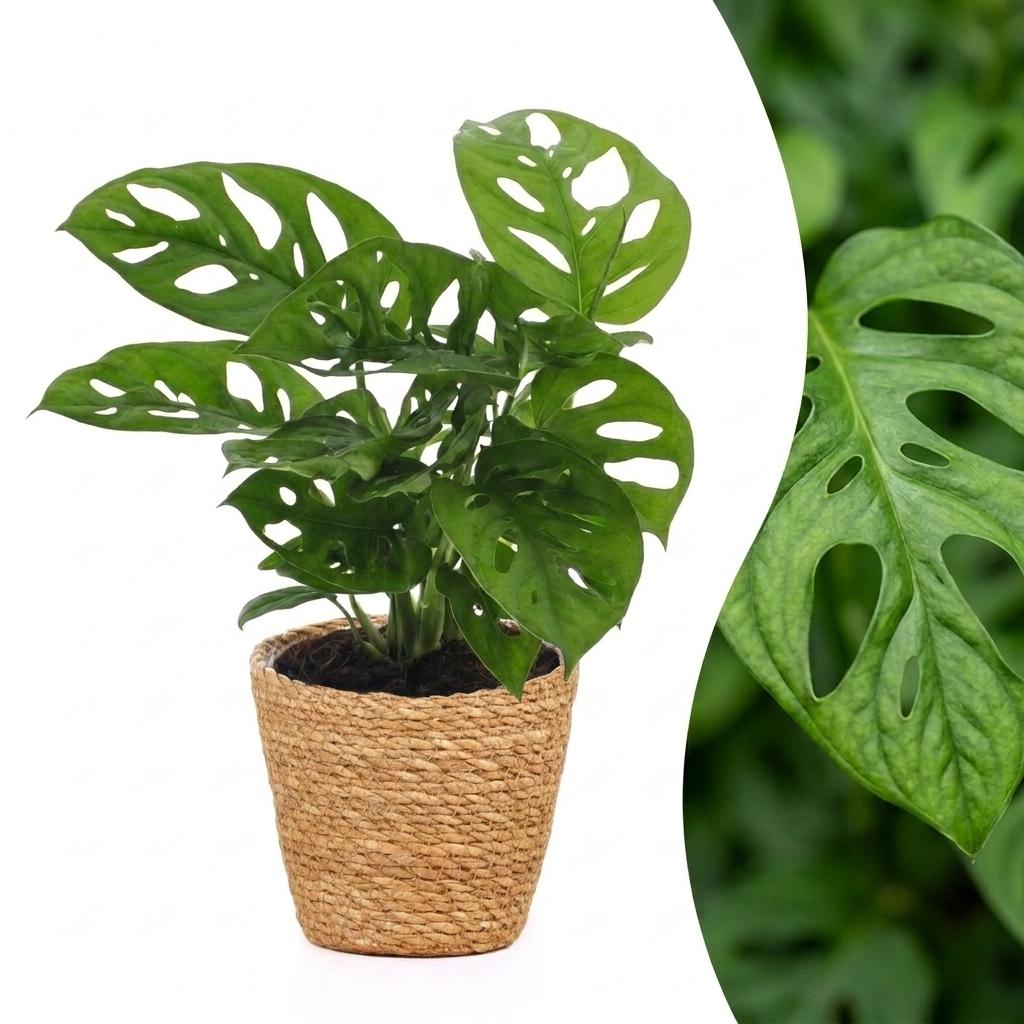 Fensterblatt 'Monkey Mask' – Monstera adansonii – Topf Ø12cm – Höhe 25cm – mit Korb – Dekorative Zimmerpflanze