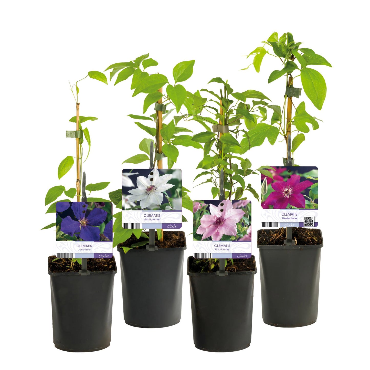 Kletterpflanze - Clematis Rainbow - Blüte Rosa Weiß Lila Rot - Wenig Pflege - 4 Pflanzen - Topf 11cm Höhe 40cm