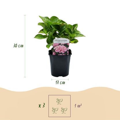 Hortensie Hydrangea macrophylla Rosa – 3 Pflanzen für 1 m² – Ø17cm – ↕30cm – Sommerblüher – Pflegeleicht & laubabwerfend 