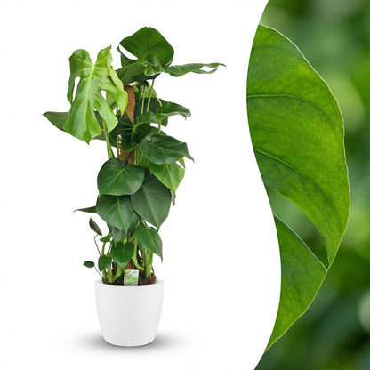 Monstera Deliciosa am Moosstab 90cm – Fensterblatt Zimmerpflanze im weißen Übertopf Ø19cm – große grüne Schlitzblätter – pflegeleichtes Statement für Wohnung, Büro & Schlafzimmer, ideal bei Halbschatten 