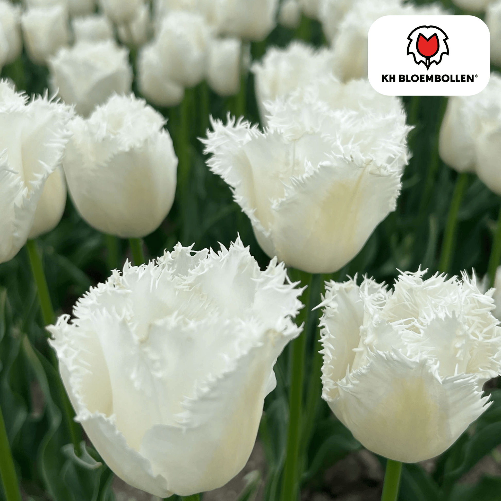 Tulpenzwiebeln Honeymoon – 20 Blumenzwiebeln – Weiße Tulpe mit gezacktem Rand – Elegant & Einzigartig – Für Garten & Topf – Frisch vom Züchter 