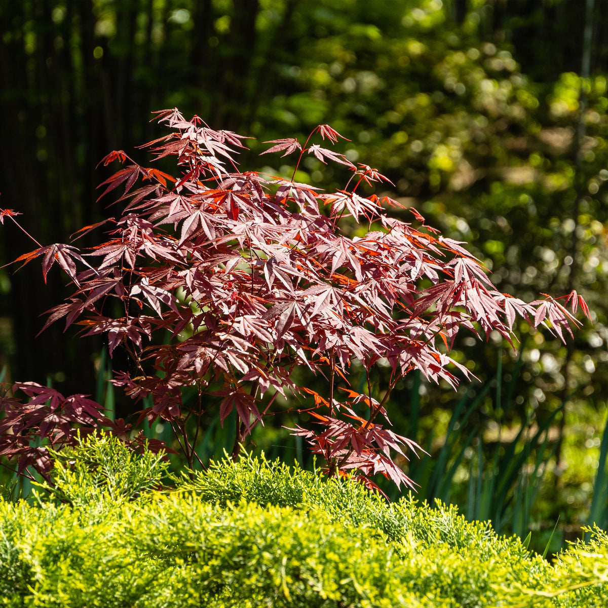 Green boutiQ - Gartenpflanze - Acer palmatum Atropurpureum - Japanischer Ahorn - Laubabwerfend - Lila - 1 - Topf 26cm - Höhe 90cm 