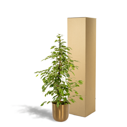 Ficus benjamina Goldenking - Ø21cm - ↕95cm + Topf Mayk Gold 