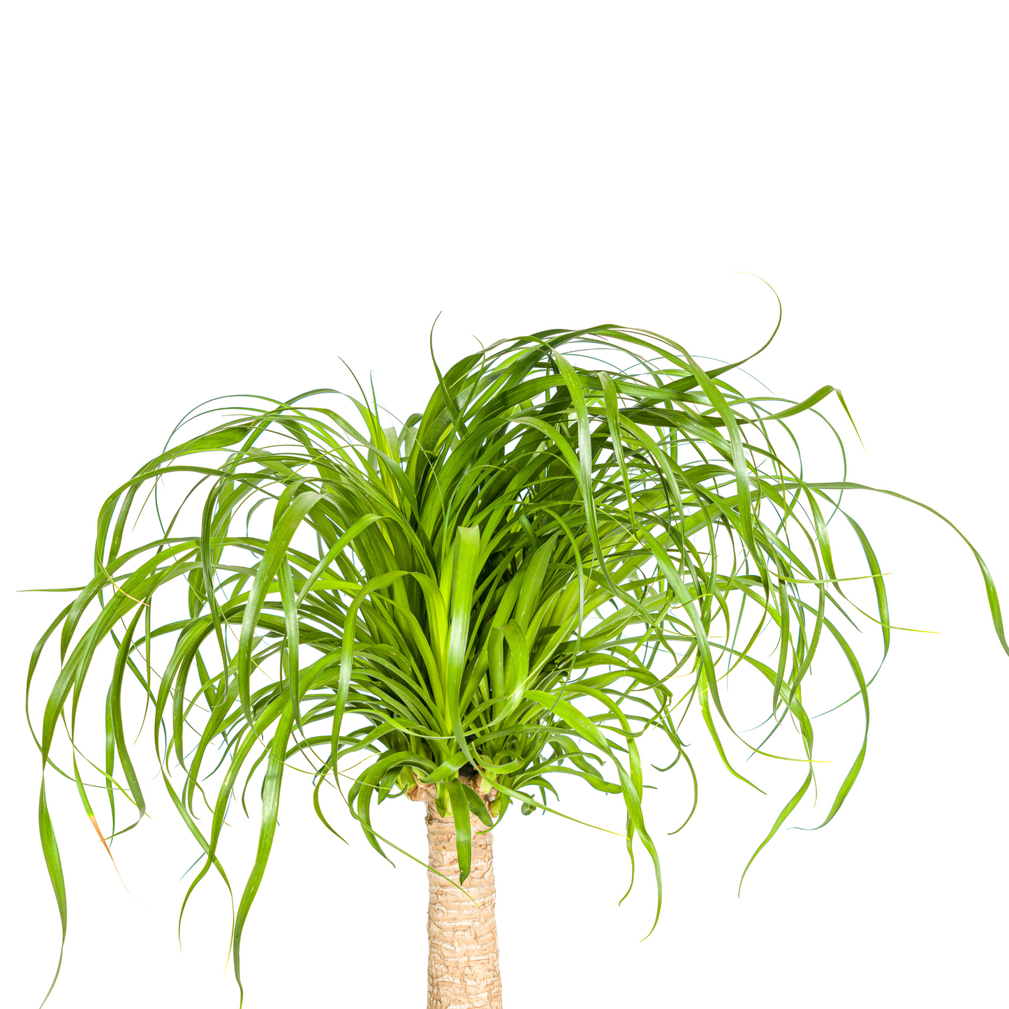 Elefantenfuß - Beaucarnea Recurvata - Zimmerpflanze - Ø21cm - ↕60 - 80cm
