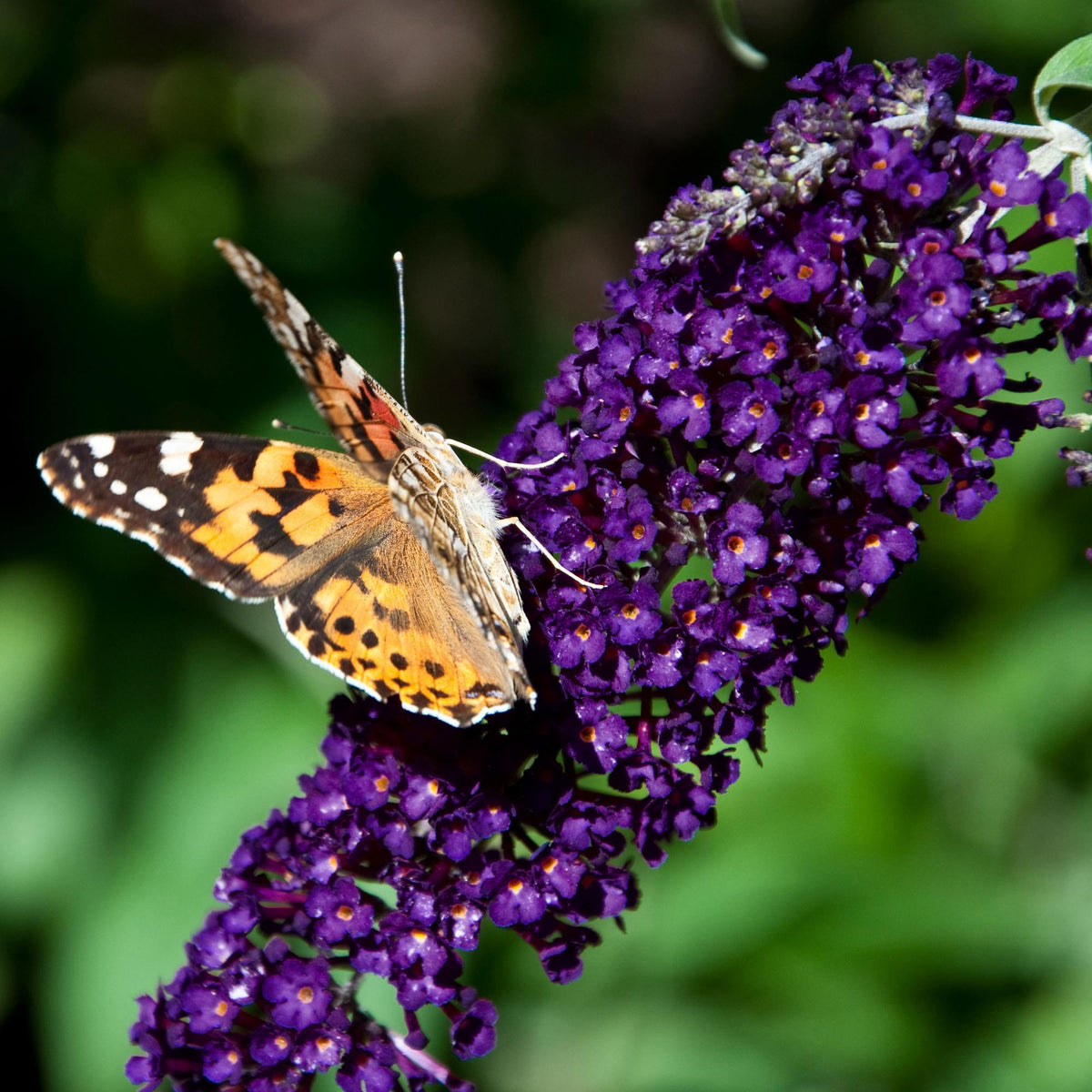 Green boutiQ - Garden Plant - Buddleja davidii Black Night - Butterfly Bush - Hardy - Purple - 3 Plants - Pot 17cm - Height 45cm 