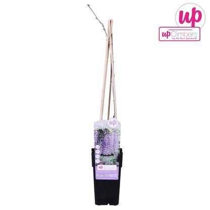 Blauregen - Wisteria floribunda 'Naga Noda' - Purpurner Regen - Ø15cm ↕65cm - Schnellwachsende Kletterpflanze mit langen, violetten Blütentrauben für Pergola, Zaun & Garten 