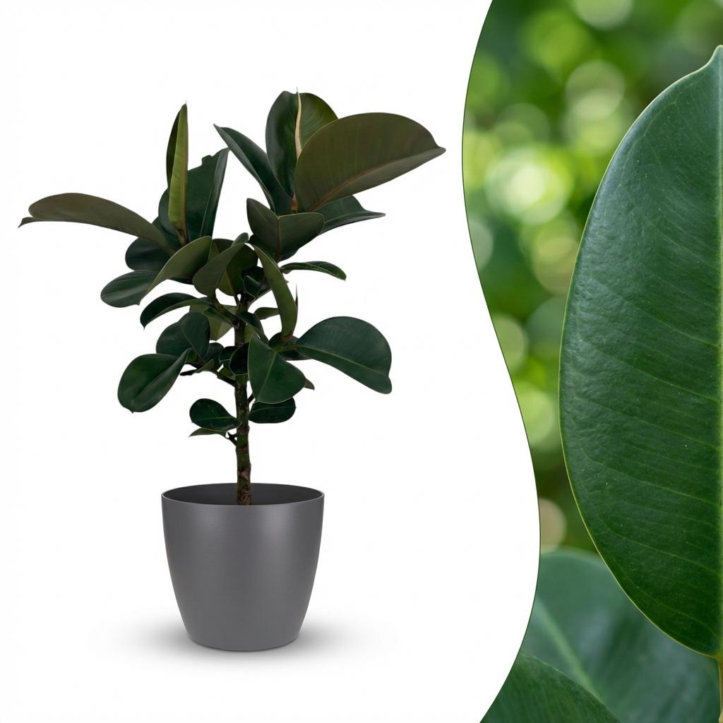 Ficus Elastica Cloe Gummibaum 65cm – Zimmerpflanze im Topf Grau Ø19cm – große grüne Blätter – pflegeleicht, luftreinigend für Wohnung & Büro – ideal bei Halbschatten 