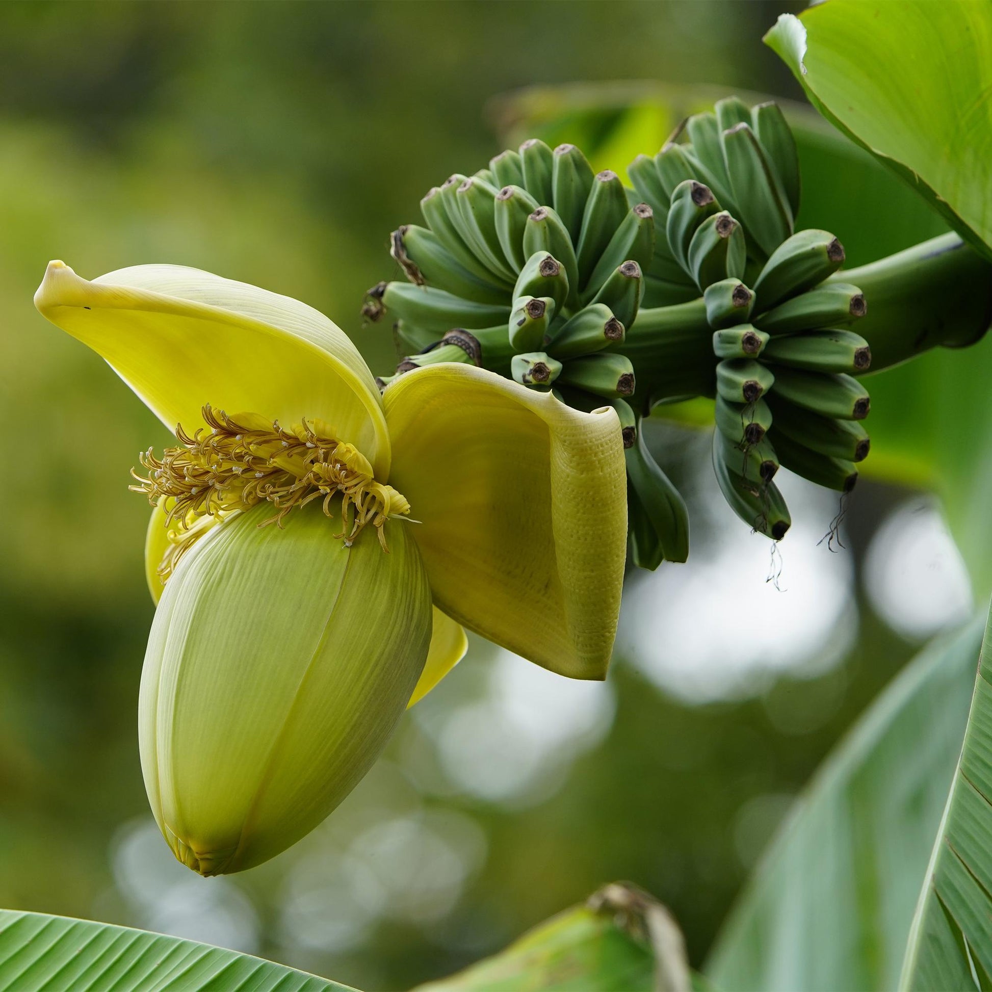 Bananenpflanze Musa Basjoo – 4 Pflanzen – Winterhart – Topf Ø12 cm, Höhe ca. 30 cm – Exotische Garten- und Terrassenpflanze – Große grüne Blätter – Ideal für Beet & Balkon 