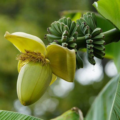 Bananenpflanze Musa Basjoo – 4 Pflanzen – Winterhart – Topf Ø12 cm, Höhe ca. 30 cm – Exotische Garten- und Terrassenpflanze – Große grüne Blätter – Ideal für Beet & Balkon 