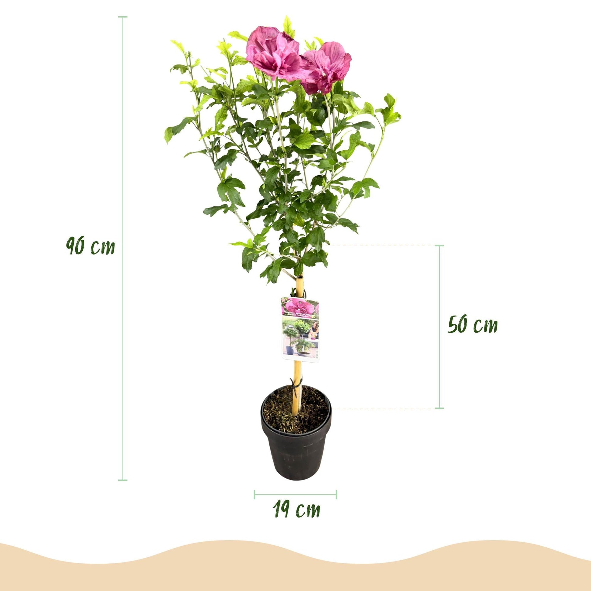 Hibiscus syriacus Magenta Chiffon – Blühende Stamm-Pflanze mit magentafarbenen Blüten – Laubabwerfend & pflegeleicht – Topf Ø19 cm – Höhe ca. 90 cm – Für Terrasse & Balkon 