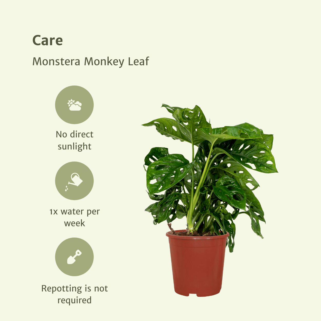 Fensterblatt - Monstera Monkey Leaf - Lochpflanze - Zimmerpflanze - 30cm - ø12cm