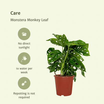 Fensterblatt - Monstera Monkey Leaf - Lochpflanze - Zimmerpflanze - 30cm - ø12cm