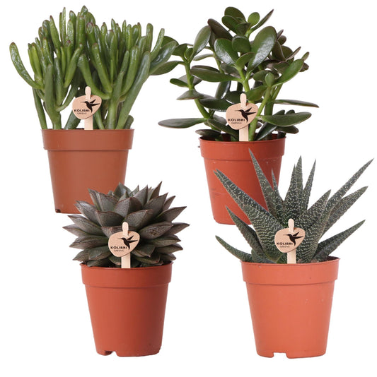 Sukkulenten Set – 4 Stück – Zimmerpflanzen im Ø9cm – Pflegeleicht & dekorativ – Ideal für Zuhause, Büro & Geschenkideen 