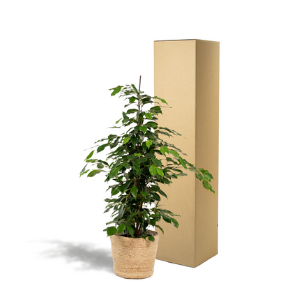 Ficus benjamina Danielle - Ø21cm - ↕95cm + Korb Selin 