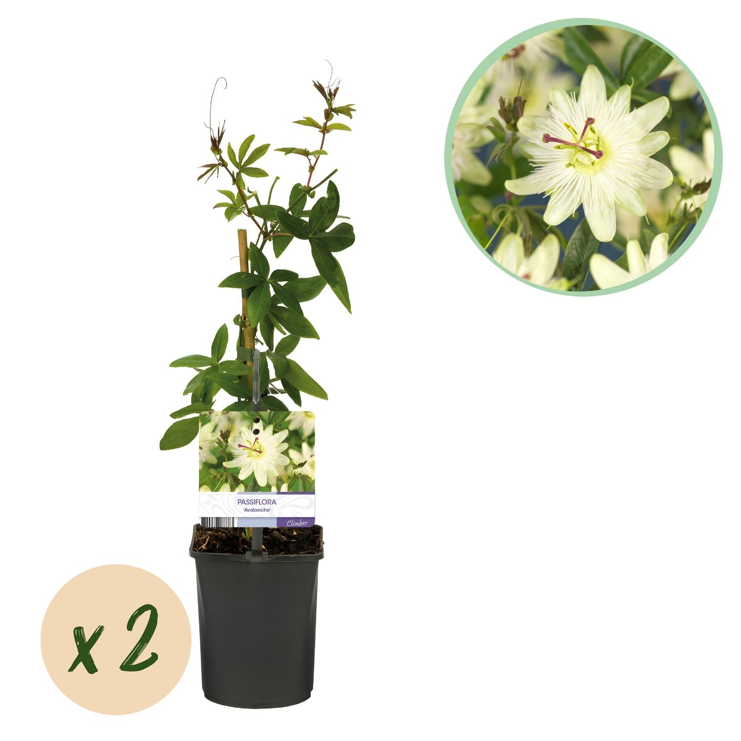 Passionsblume - Passiflora Avalanche - Blüte Weiß - Pflegeleicht - 2 Pflanzen - Topf 11cm Höhe 40cm 