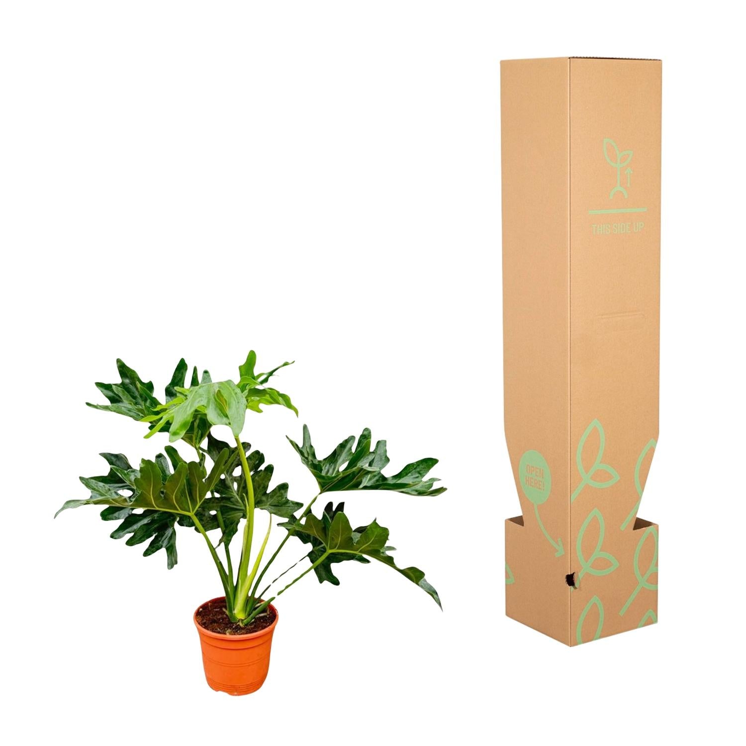 Philodendron Selloum – 60cm – Ø22cm – Tropische Zimmerpflanze mit großen, tief eingeschnittenen Blättern – Pflegeleicht & luftreinigend – Ideal für Wohnzimmer, Büro & moderne Innenräume 