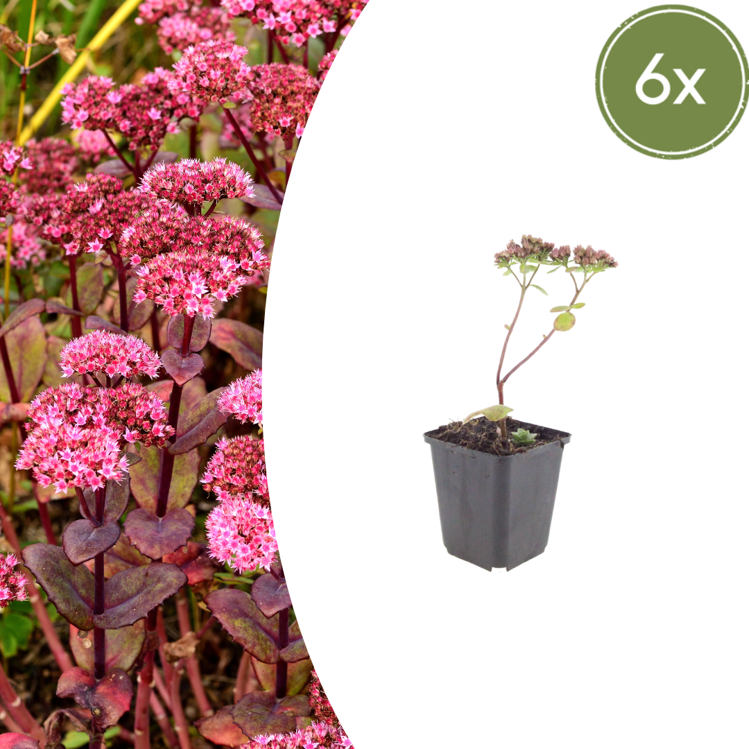 Sedum Matrona – 6 Pflanzen – Ø9cm – Höhe 10-25cm – Winterharte Fetthenne – Dunkelrosa Blüten – Trockenheitsresistent für Beet, Steingarten & Dachbegrünung