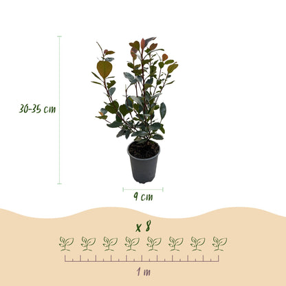 GreenboutiQ - Heckenpflanzen - Photinia Little Red Robin - Blatt Rot - 8 Pflanzen - 1 Laufmeter - Immergrün - Topf 9cm Höhe 30-35cm 