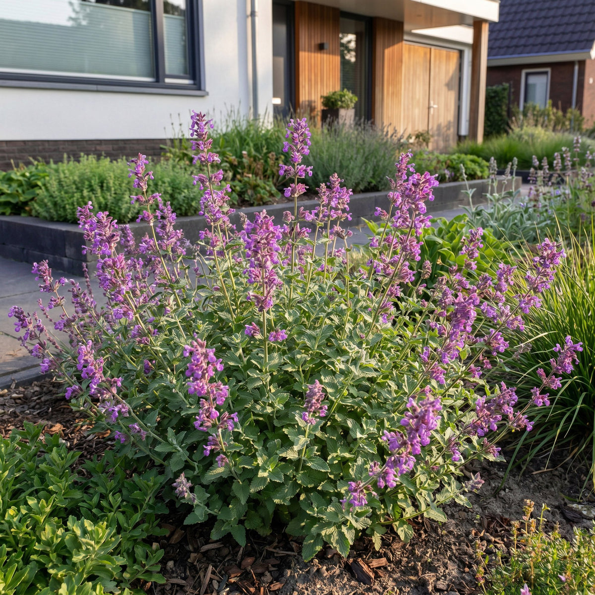 Katzenminze 'Grog' – Nepeta racemosa 'Grog' – Topf Ø11cm – Bienenfreundliche Staude für Garten & Balkon