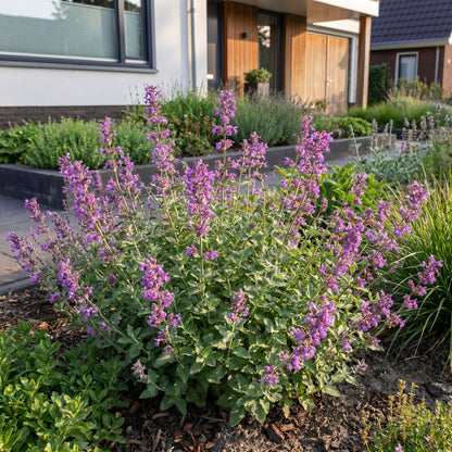 Katzenminze 'Grog' – Nepeta racemosa 'Grog' – Topf Ø11cm – Bienenfreundliche Staude für Garten & Balkon