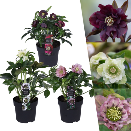 Helleborus Specials - 3 x Ø 14 cm - ↨ 25 cm 