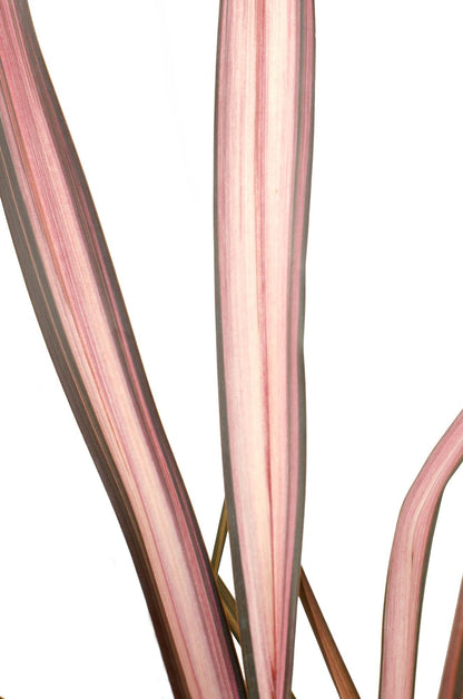 Neuseeländer Flachs - Phormium 'Pink Flamingo' - Ø14cm ↕50cm - Immergrüne Zierpflanze mit rosa Schwertblättern - Winterhart & pflegeleicht 