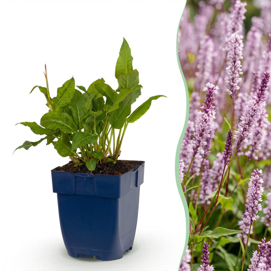 Knöterich 'Rosea' – Persicaria amplexicaulis 'Rosea' – Topf Ø11cm – Bienenfreundliche Staude für Garten & Balkon