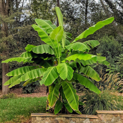Japanische Faserbanane – Musa basjoo – Winterhart – 2 Pflanzen – Ø15 cm – Höhe ca. 50 cm – Tropische Optik & essbare Früchte – Pflegeleicht – Für Garten, Terrasse & Balkon 