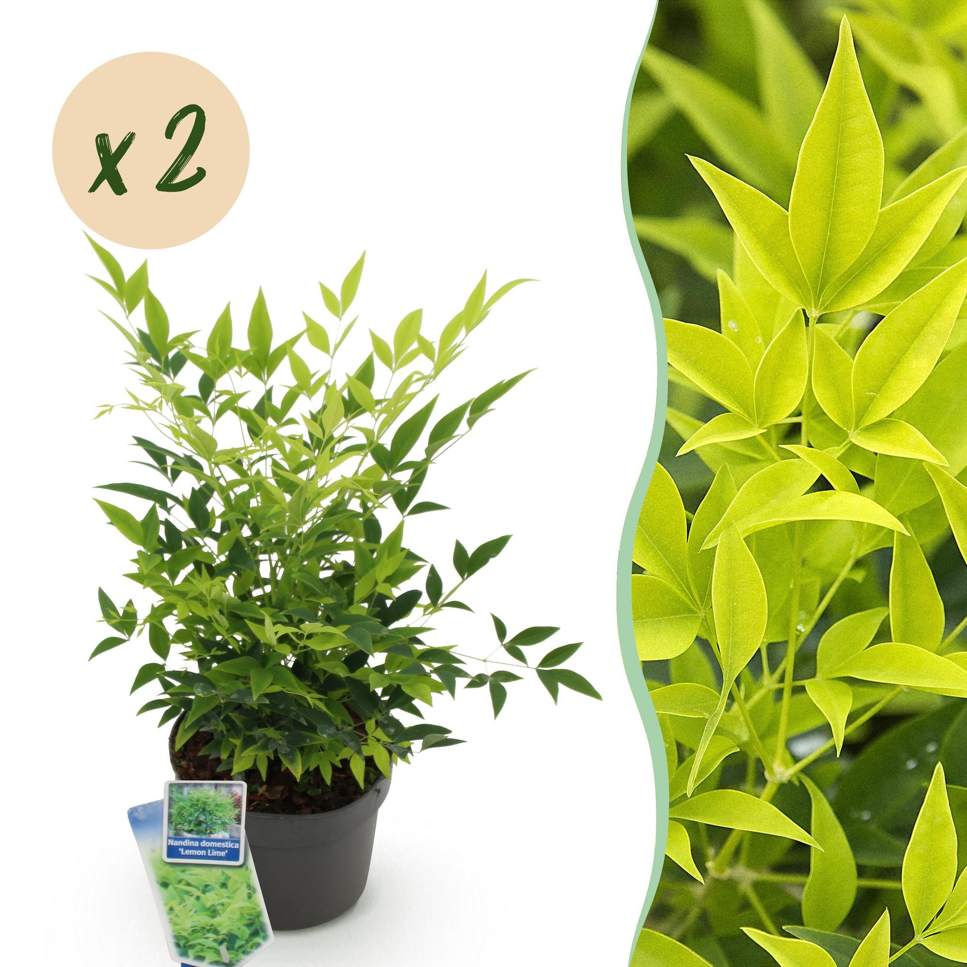 GreenboutiQ - Gartenpflanze - Nandina Lemon & Lime - Gelb - 2 Pflanzen - Immergrün - Wenig Pflege - Topf 17cm Höhe 45cm 