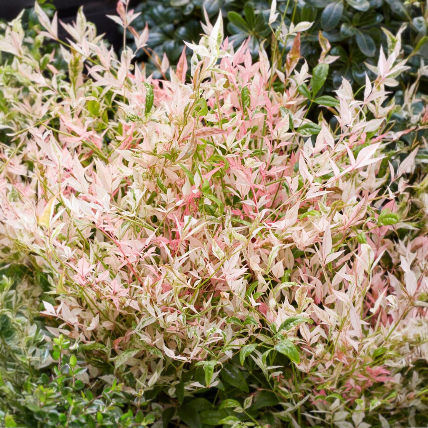 GreenboutiQ - Gartenpflanze - Nandina Twilight - Bunt & Rosa - 2 Pflanzen - Immergrün - Wenig Pflege - Topf 17cm Höhe 45cm 