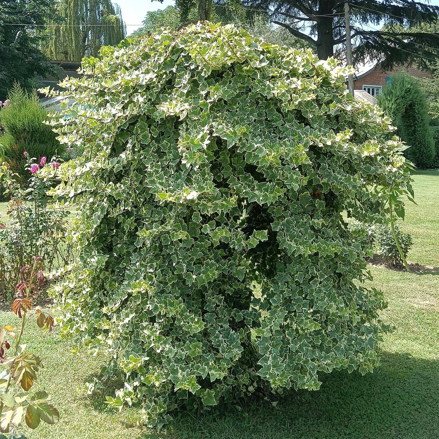 Kletterpflanze Hedera helix 'Glacier' – 2 Pflanzen – Immergrün – Blatt bunt – 11 cm – Höhe 40 cm – Efeu für Innen & Außen – Hängeampeln & Bodendecker 