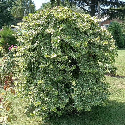 Kletterpflanze Hedera helix 'Glacier' – 2 Pflanzen – Immergrün – Blatt bunt – 11 cm – Höhe 40 cm – Efeu für Innen & Außen – Hängeampeln & Bodendecker 