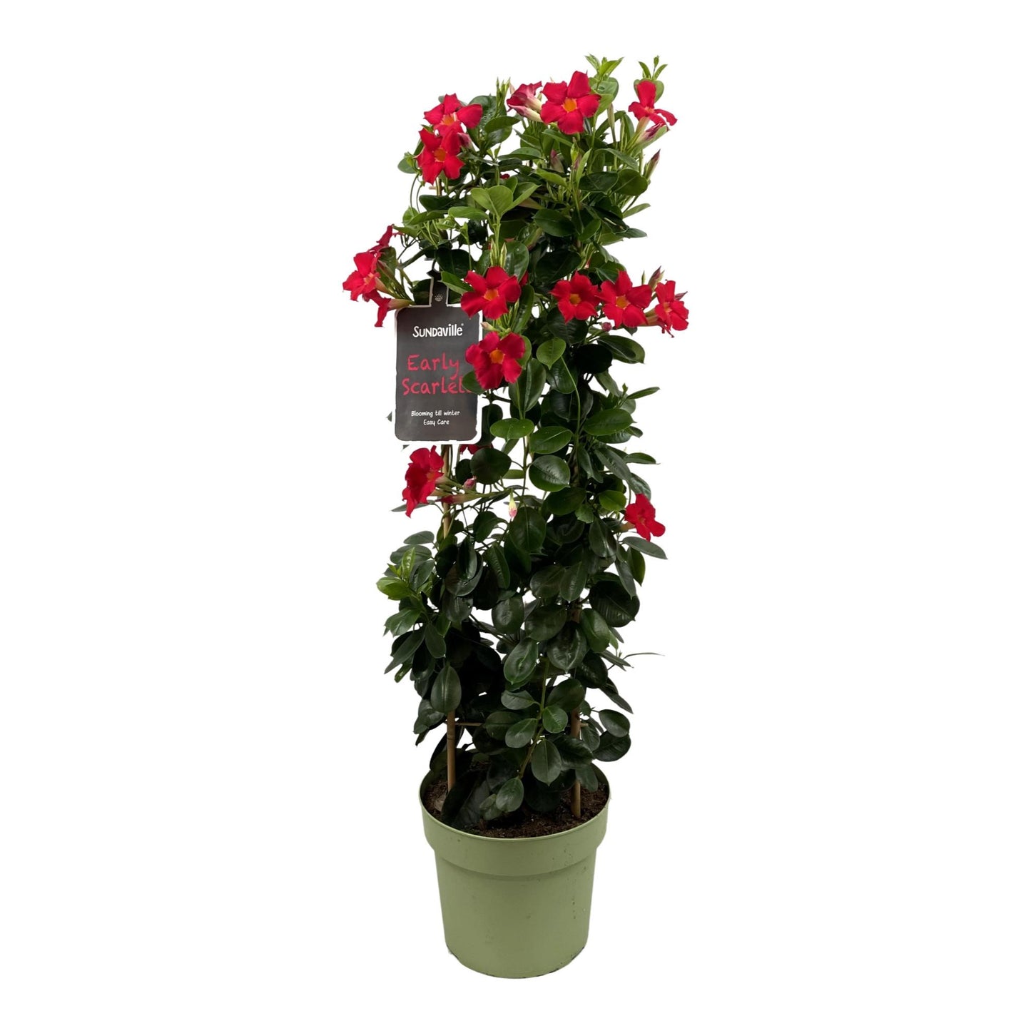 Mandevilla Sundaville Early Scarlet In Toren Dipladenia - Bumbusgestellt - Ø24cm - ↕95cm